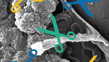 Scopri Eradicazione Biofilm - Piramide Ambiente