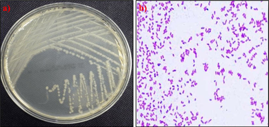 Piramide Ambiente Srl Pseudomonas Isolation