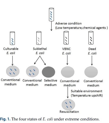 Piramide - Identificazione delle cellule VBNC