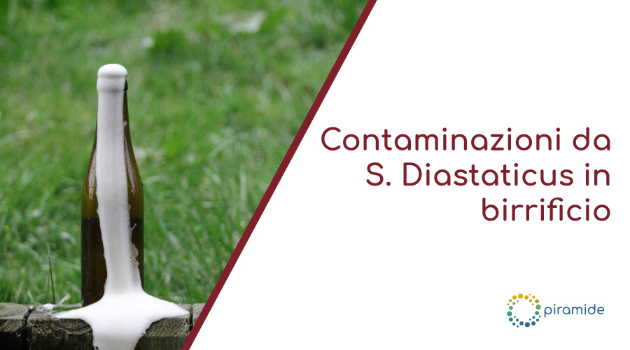 Le Contaminazioni da S. Diastaticus in birrificio