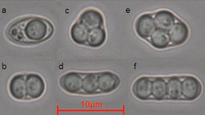Le ascospore rappresentano la fase più resiliente di S. cerevisiae